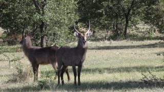 Link to Video | Namibia, Wasserbock, Full High Definition, 2009, Kobus ellipsiprymnus defassa, color, antelope, animal, nature, wilderness
