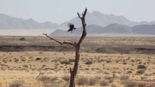 Link to Video | Namibia, Africa, Full High Definition, color, desert