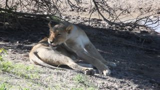 Link to Video | Namibia, lion, Africa, Full High Definition, nature reserve, Big five game, 2009, color, wildlife, predator, habitat, big cat, Etosha National Park, animal, nature, wilderness