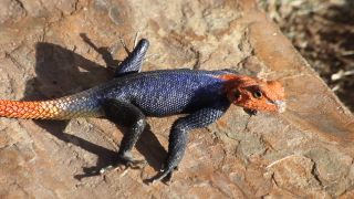 Link to Video | Namibia, Africa, Full High Definition, color
