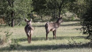 Link to Video | Namibia, Wasserbock, Full High Definition, 2009, Kobus ellipsiprymnus defassa, color, antelope, animal, nature, wilderness