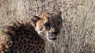 Link to Video | Namibia, Africa, Full High Definition, nature reserve, 2008, color, Pantherinae, cheetah, wildlife, Felidae, Carnivora, predator, Savanna, habitat, big cat, safari
