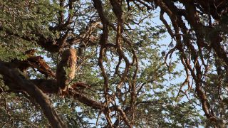Link to Video | Namibia, tree, sitting, cub, Eurasian Eagle-owl, watching, 2008, low-angle shot, color, Strigiformes, bird of prey, birds, daytime, animal, nature, desert, wilderness, Cape Eagle-Owl