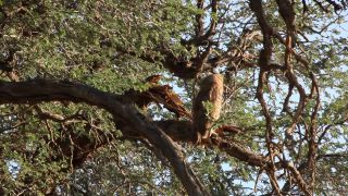 Link to Video | Namibia, tree, sitting, cub, Eurasian Eagle-owl, watching, 2008, low-angle shot, color, Strigiformes, bird of prey, birds, daytime, animal, nature, desert, wilderness, Cape Eagle-Owl