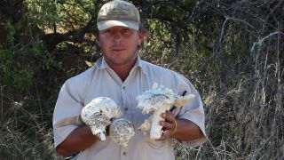 Link to Video | Namibia, Termitomyces schimperi, Africa, Full High Definition, 2008, color, edible mushroom, fungus, Blätterpilz