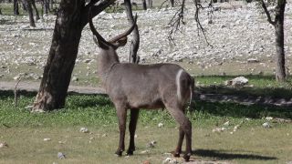 Link zum Video | Namibia, Wasserbock, Full High Definition, 2009, Defassa-Wasserbock, Farbe, Antilope, Tier, Natur, Wildnis