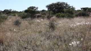 Link to Video | Namibia, Africa, Full High Definition, color