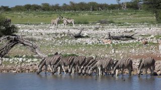 Link to Video | Namibia, fauna, January, Africa, Full High Definition, 2009, January 1, color, wildlife, zebra, habitat, Etosha National Park, animal, nature, wilderness