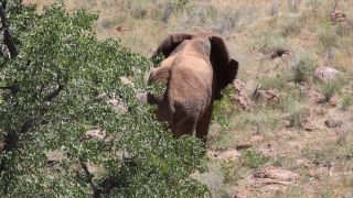 Link to Video | Namibia, landscape, tree, dust bathing, Africa, Full High Definition, Big five game, 2008, color, Proboscidea, African elephant, African bush elephant, Savanna, animal, mammals, elephant, nature, shrubland, wilderness