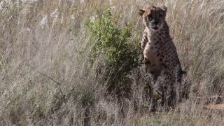 Link zum Video | Namibia, Afrika, Full High Definition, Naturschutzgebiet, 2008, Farbe, Großkatzen, Gepard, undomestizierte Lebewesen, Katzen, Raubtiere, Prädator, Savanne, Habitat, Raubkatze, Safari