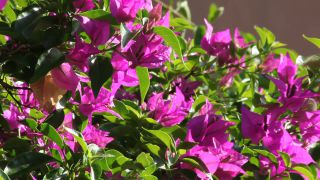 Link to Video | Namibia, Africa, Full High Definition, color, Windhoek