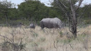 Link to Video | Namibia, Diceros bicornis bicornis, Fressen, Africa, Full High Definition, Big five game, 2009, color, rhinoceros, Savanna, Etosha National Park, Diceros bicornis
