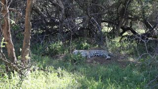 Link to Video | Namibia, Africa, shadow, resting, Full High Definition, Big five game, 2008, color, lying, Pantherinae, Felidae, predator, leopard, big cat, animal