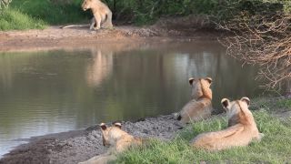 Link zum Video | Namibia, Löwe, Afrika, Full High Definition, Naturschutzgebiet, Big Five, 2009, Farbe, undomestizierte Lebewesen, Prädator, Habitat, Raubkatze, Tier, Natur, Wildnis