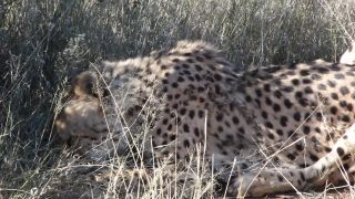 Link to Video | Namibia, Africa, Full High Definition, nature reserve, 2008, color, Pantherinae, cheetah, wildlife, Felidae, Carnivora, predator, Savanna, habitat, big cat, safari