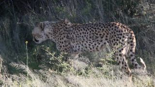 Link to Video | Namibia, Africa, Full High Definition, nature reserve, 2008, color, Pantherinae, cheetah, wildlife, Felidae, Carnivora, predator, Savanna, habitat, big cat, safari