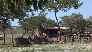 Link to Video | Namibia, Full High Definition, productive animal, Equus africanus asinus, 2008, Equus africanus, color, Black Africans, cart, boy, daytime, animal, child