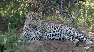Link zum Video | Namibia, Afrika, Schatten, Ausruhen, Full High Definition, Big Five, 2008, Farbe, liegend, Großkatzen, Katzen, Prädator, Leopard, Raubkatze, Tier