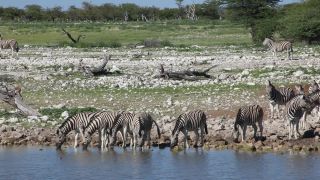 Link to Video | Namibia, fauna, January, Africa, Full High Definition, 2009, January 1, color, wildlife, zebra, habitat, animal, nature, wilderness