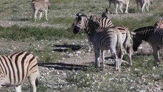 Link zum Video | Namibia, Fauna, Januar, Afrika, Full High Definition, 2009, 1. Januar, Farbe, undomestizierte Lebewesen, Zebras, Habitat, Tier, Natur, Wildnis