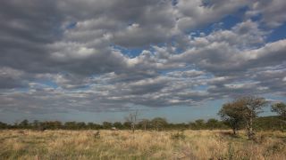 Link to Video | Namibia, Diceros bicornis bicornis, Fressen, Africa, Full High Definition, 2009, color, rhinoceros, Savanna, Diceros bicornis