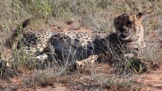 Link to Video | Namibia, Africa, Full High Definition, 2008, color, Pantherinae, cheetah, wildlife, Carnivora, predator, Waterberg, Savanna, habitat, big cat, safari