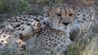 Link to Video | Namibia, Africa, Full High Definition, nature reserve, 2008, color, Pantherinae, cheetah, wildlife, Felidae, Carnivora, predator, Waterberg, Savanna, habitat, big cat, safari