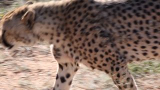 Link to Video | Namibia, Africa, Full High Definition, nature reserve, 2008, color, Pantherinae, cheetah, wildlife, Felidae, Carnivora, predator, Savanna, habitat, big cat, safari
