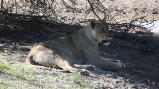Link to Video | Namibia, lion, Africa, Full High Definition, nature reserve, Big five game, 2009, color, wildlife, predator, habitat, big cat, animal, nature, wilderness