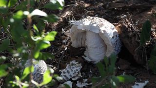 Link to Video | Namibia, Termitomyces schimperi, Africa, Full High Definition, 2008, color, edible mushroom, fungus, Blätterpilz