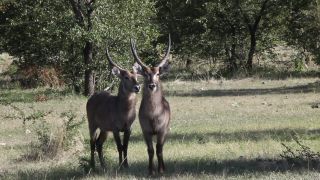 Link to Video | Namibia, Wasserbock, Full High Definition, 2009, Kobus ellipsiprymnus defassa, color, antelope, Etosha National Park, animal, nature, wilderness