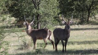 Link to Video | Namibia, Wasserbock, Full High Definition, 2009, Kobus ellipsiprymnus defassa, color, antelope, animal, nature, wilderness