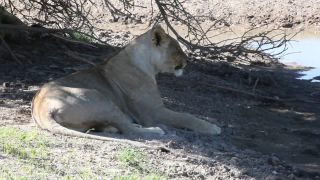 Link to Video | Namibia, lion, Africa, Full High Definition, nature reserve, Big five game, 2009, color, wildlife, predator, habitat, big cat, animal, nature, wilderness