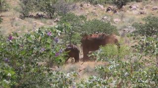 Link to Video | Namibia, landscape, tree, dust bathing, Africa, Full High Definition, Big five game, 2008, color, Proboscidea, African elephant, African bush elephant, Savanna, animal, mammals, elephant, nature, shrubland, wilderness