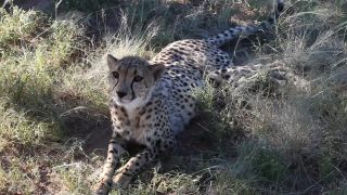 Link to Video | Namibia, Africa, Full High Definition, nature reserve, 2008, color, Pantherinae, cheetah, wildlife, Felidae, Carnivora, predator, Waterberg, Savanna, habitat, big cat, safari