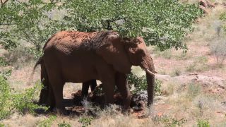 Link zum Video | Namibia, Landschaft, Afrika, Full High Definition, Big Five, 2008, Farbe, Afrikanischer Elefant, Savanne, Tier, Säugetiere, Elefant, Natur, Wildnis