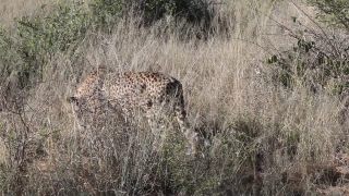 Link to Video | Namibia, Africa, Full High Definition, nature reserve, 2008, color, Pantherinae, cheetah, wildlife, Felidae, Carnivora, predator, Savanna, habitat, big cat, safari