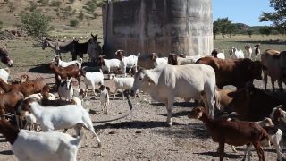 Link to Video | Namibia, Africa, productive animal, 2008, goat