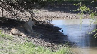 Link to Video | Namibia, lion, Africa, Full High Definition, nature reserve, Big five game, 2009, color, wildlife, predator, habitat, big cat, animal, nature, wilderness