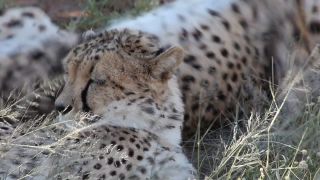 Link to Video | Namibia, Africa, Full High Definition, nature reserve, 2008, color, Pantherinae, cheetah, wildlife, Felidae, Carnivora, predator, Waterberg, Savanna, habitat, big cat, safari