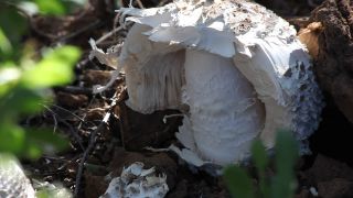 Link to Video | Namibia, Termitomyces schimperi, Africa, Full High Definition, 2008, color, edible mushroom, fungus, Blätterpilz