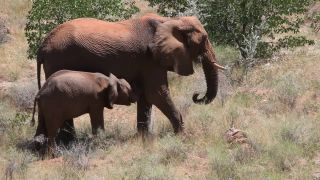 Link to Video | Namibia, landscape, Africa, Full High Definition, Big five game, 2008, color, African bush elephant, Savanna, animal, mammals, elephant, nature, wilderness