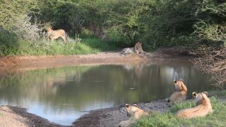 Link to Video | Namibia, lion, Africa, Full High Definition, nature reserve, Big five game, 2009, color, wildlife, predator, habitat, big cat, animal, nature, wilderness