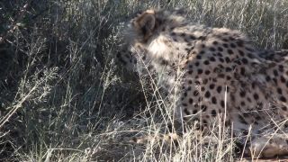 Link to Video | Namibia, Africa, Full High Definition, nature reserve, 2008, color, Pantherinae, cheetah, wildlife, Felidae, Carnivora, predator, Savanna, habitat, big cat, safari