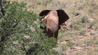 Link zum Video | Namibia, Landschaft, Afrika, Full High Definition, Big Five, 2008, Farbe, Afrikanischer Elefant, Savanne, Tier, Säugetiere, Elefant, Natur, Wildnis