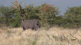 Link to Video | Namibia, Diceros bicornis bicornis, Fressen, Africa, Full High Definition, Big five game, 2009, color, rhinoceros, Savanna, Diceros bicornis