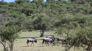 Link to Video | Namibia, Africa, Full High Definition, color