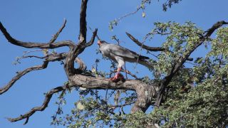 Link to Video | Namibia, Africa, Full High Definition, 2008, color, bird of prey, animal, Vogel, Dark Chanting Goshawk, hawk