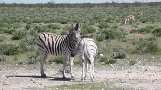 Link to Video | Namibia, fauna, January, Africa, Full High Definition, 2009, January 1, color, wildlife, zebra, habitat, animal, nature, wilderness