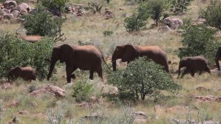 Link to Video | Namibia, landscape, tree, dust bathing, Africa, Full High Definition, Big five game, 2008, color, Proboscidea, African elephant, African bush elephant, Savanna, animal, mammals, elephant, nature, shrubland, wilderness